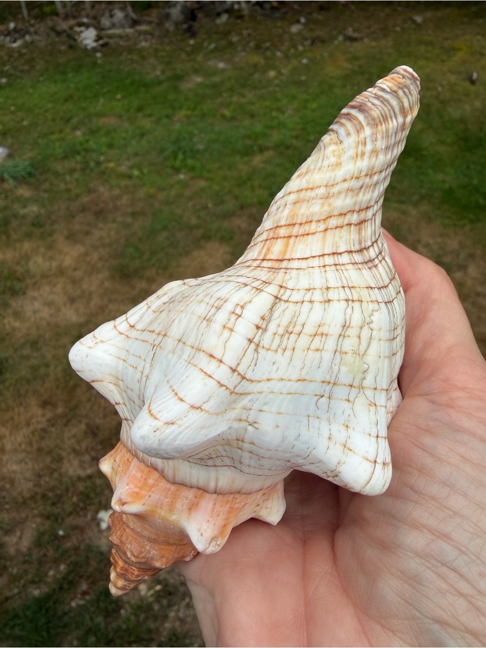 5 Large SeaShells | 🐚 Read Description - Picture 8 of 13